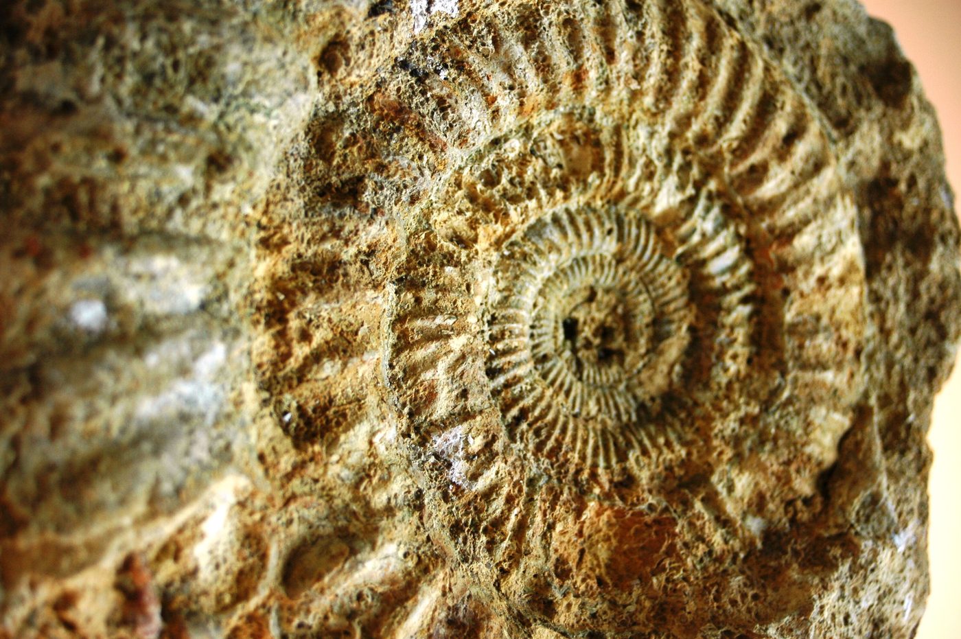 Close-up of an ammonite fossil embedded in Kimmeridgian limestone